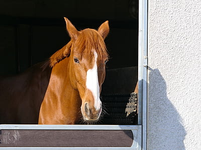 brown and white horse on window thumbnail