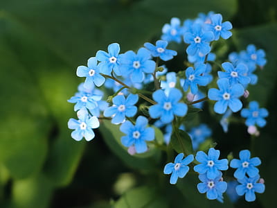 photo of blue petaled flowers thumbnail
