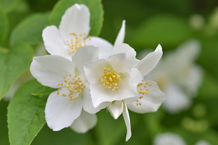 white flowers thumbnail
