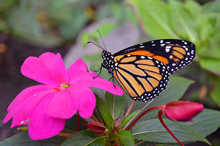 selective focus photography of orange moth on periwinkle flower thumbnail