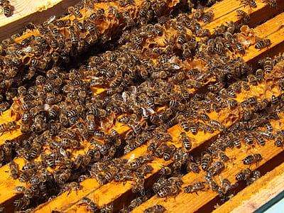 colony of bees on brown wooden frames thumbnail