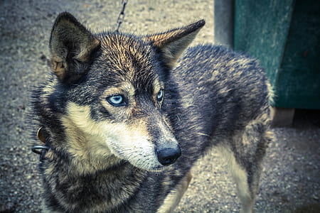animal, dog, pet, cute thumbnail