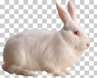 Rabbit , White Rabbit Free , white rabbit illustration PNG clipart