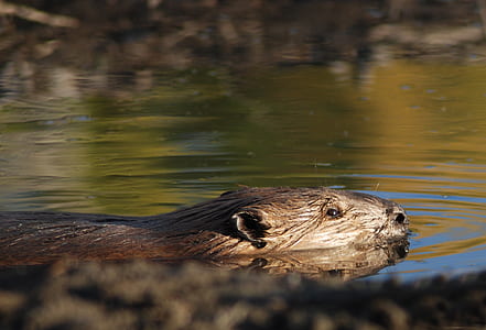 selective photography of beaver on water thumbnail
