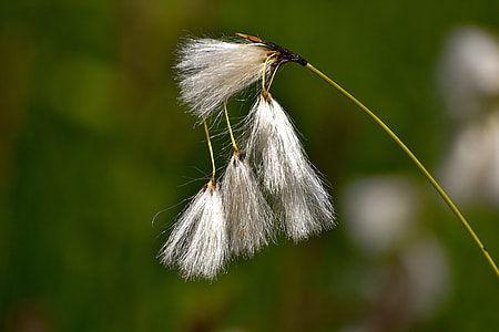 selective focus photography of white leaf plant thumbnail