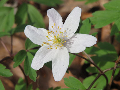 Anemone Nemorosa, Wood Anemone thumbnail