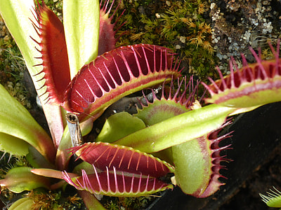 green and red Venus Fly Trap in closeup photography thumbnail