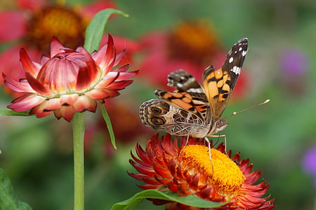 selective focus photo of brown and black butterfly perching on red petaled flower at daytime thumbnail