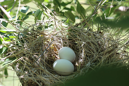 two eggs on brown bird's nest thumbnail
