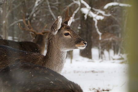 wildlife photo of brown deer thumbnail