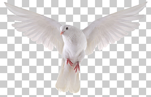 Columbidae Domestic pigeon Bird Stock photography , Dove , white pigeon PNG clipart