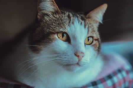 close up photography of gray tabby cat thumbnail