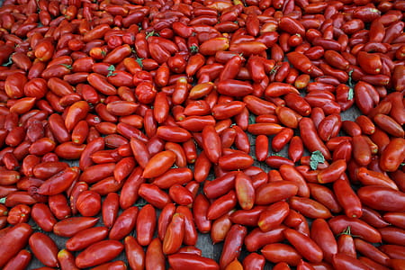 Long red freshly plucked tomatoes spread on the floor thumbnail
