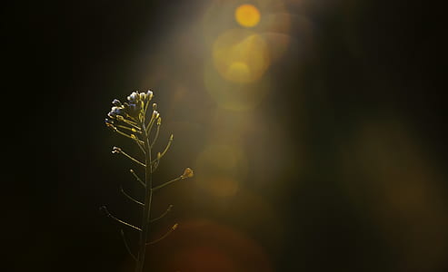 selective focus photography of white petaled flower buds thumbnail