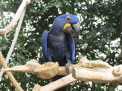 blue bird on twig thumbnail