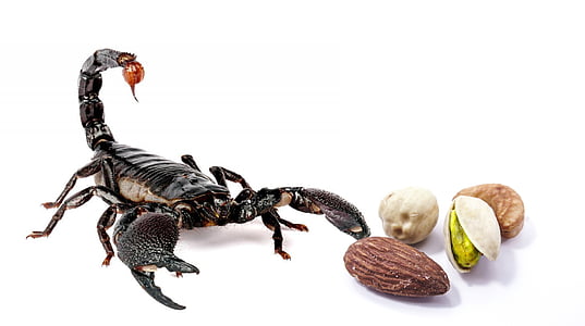 black scorpion near nuts thumbnail