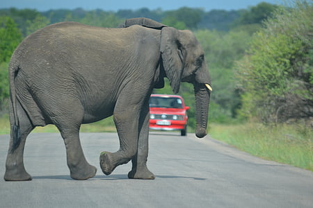 elephant crossing the road thumbnail