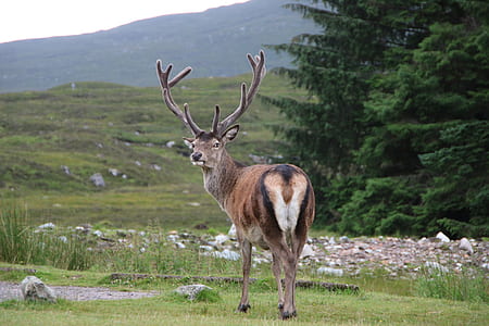 brown deer standing on green grass at daytime thumbnail