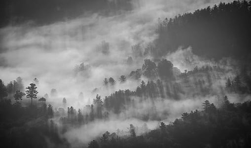 landscape photography of foggy trees thumbnail