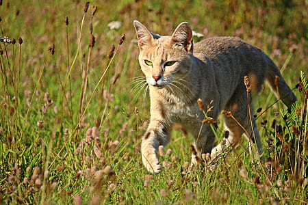 lynx walking on grass thumbnail