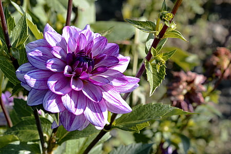 tilt shift lens photo of purple petal flower thumbnail