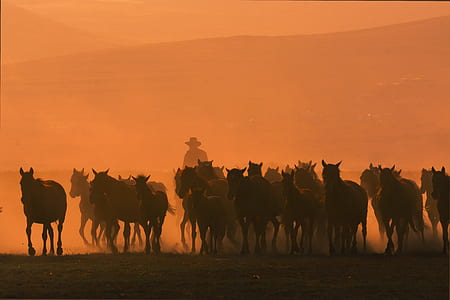 photo of galloping horses thumbnail