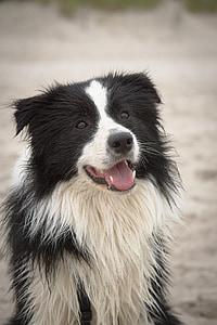 selective focus photo of adult black and white border colie thumbnail