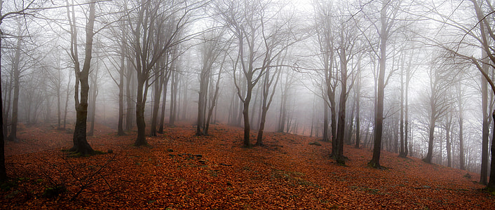 photo of trees background of fog at daytime thumbnail