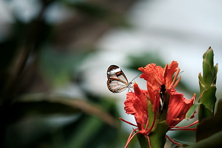 selective focus photography of glasswing butterfly perched on red petaled flower thumbnail