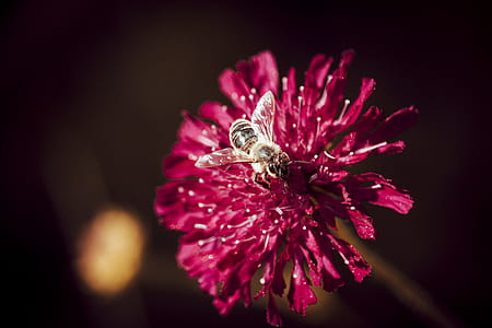 Macro Photo Of Bee Perched On Pink Flower thumbnail