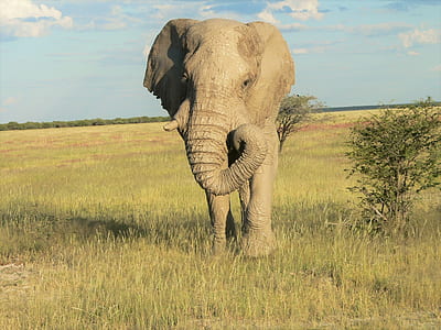 gray elephant on grass field thumbnail