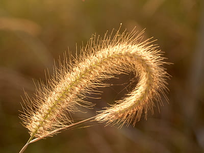 light, summer, sun, dry thumbnail