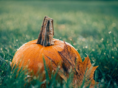 shallow focus photography of pumpkin thumbnail