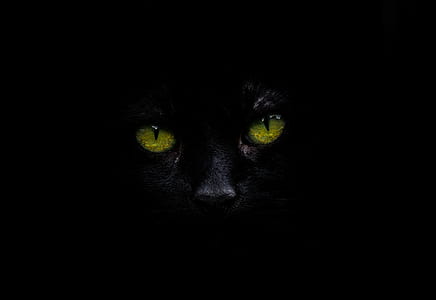 feline face 3D illustration thumbnail