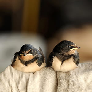 two white-and-grey birds on white textile thumbnail