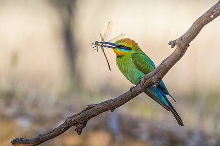 green bird eating green dragonfly thumbnail