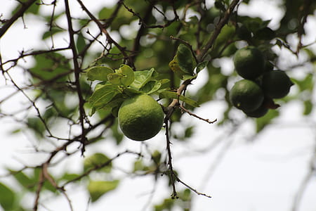 round green fruits on three thumbnail