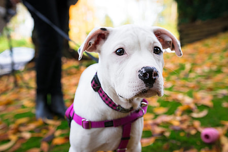 Dog being walked on a leash thumbnail