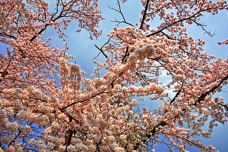 cherry blossom under blue sky at daytime thumbnail