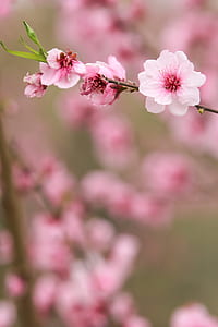 pink cherry blossom flower macro photography thumbnail