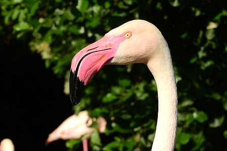 Flamingo Pink, Phoenicopterus Roseus thumbnail