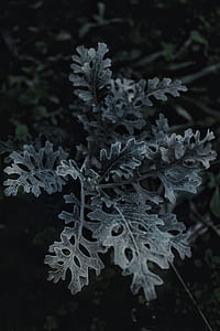 close up photo of green leaf thumbnail