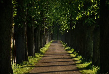 forest walkway during daytime thumbnail