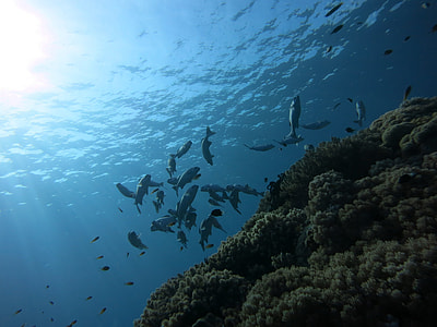 gray fishes in underwater at daytime thumbnail