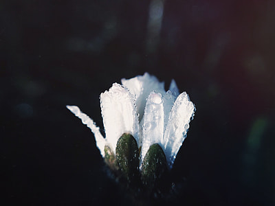 selective focus photography of white daisy flower turn to bloom thumbnail