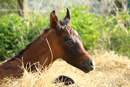 brown Pony over the hay thumbnail
