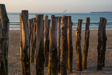 logs on sand near seashore thumbnail