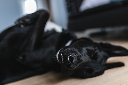 Adorable black dog thumbnail