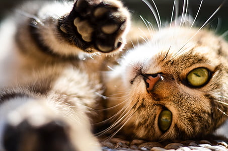 brown tabby cat lying on brown mat during daytime thumbnail