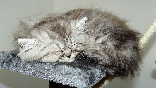 brown Persian kitten sleeping thumbnail